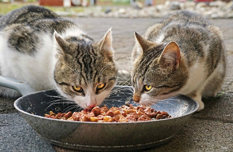 two cats eating lab grown pet food