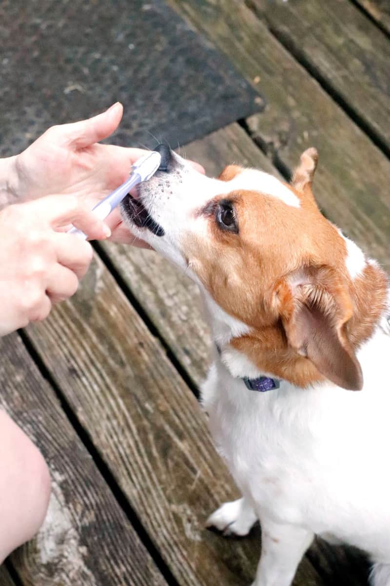 a woman brushing her dog's teeth