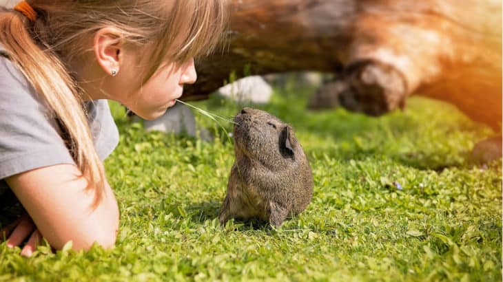 a girl playing with her guinea pig in the grass