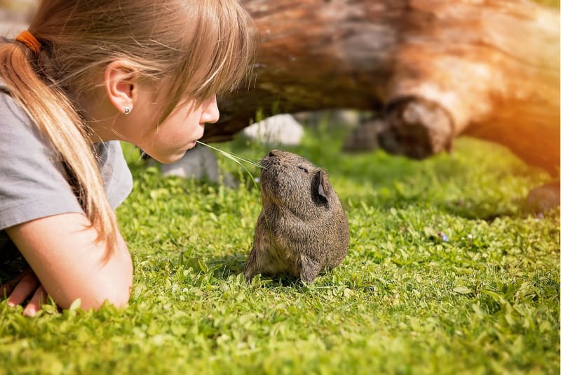 a girl playing with her guinea pig in the grass