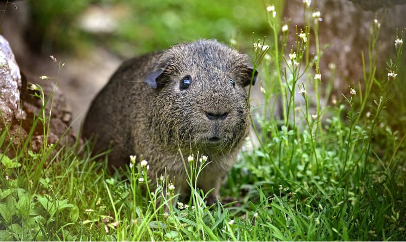 a brown guinea pig in the green grass outside