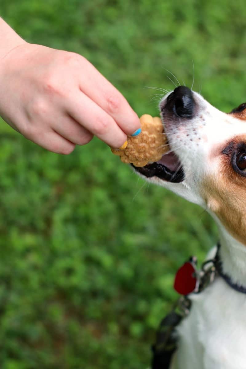 a brown white and black dog eating a dog treat
