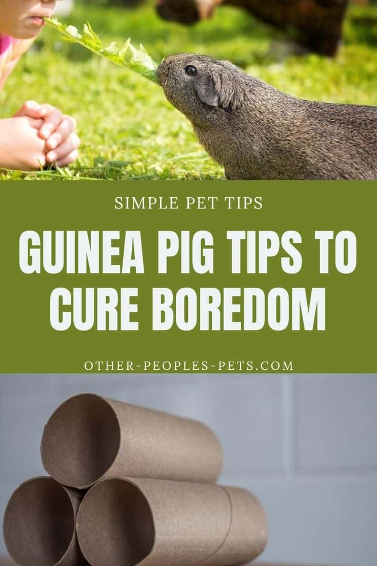 Here are the best guinea pig tips for a bored guinea pig. Try a few of these guinea pig activities to keep your piggy happy today.