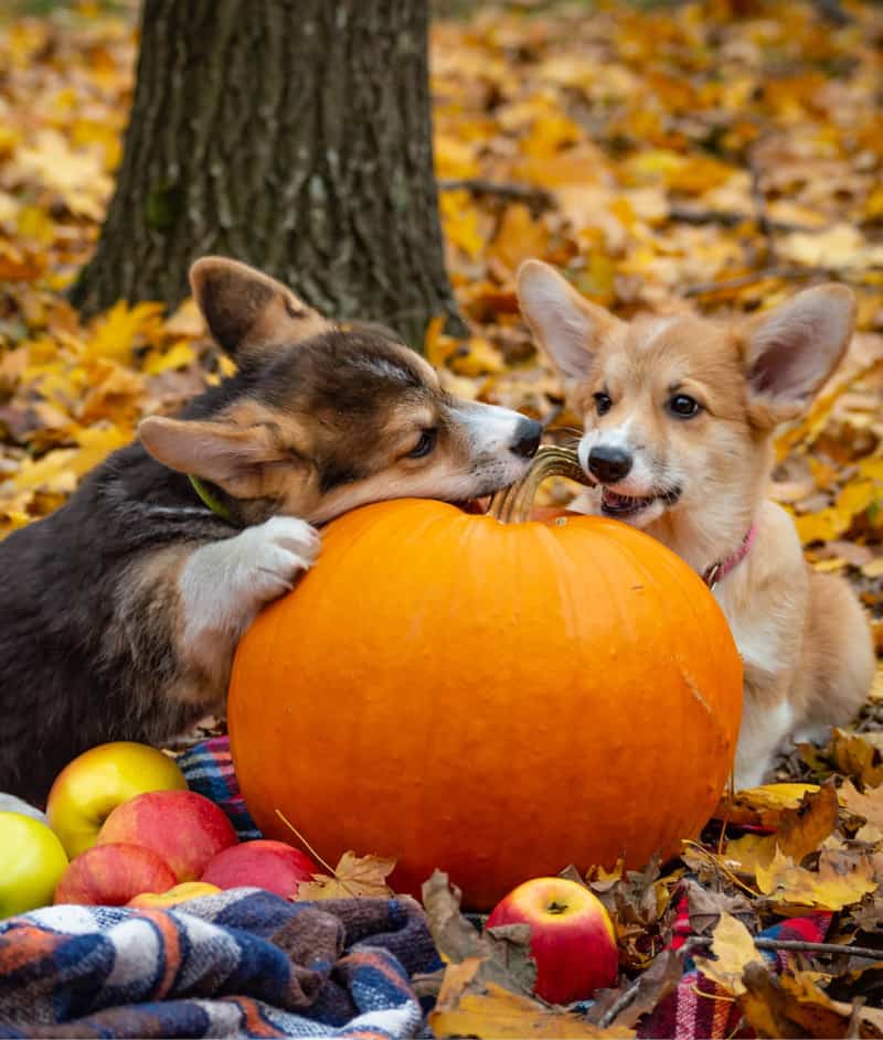 Can dogs eat pumpkin? It's that time of year again and Jack-o-lanterns and fall desserts are everywhere. So, is pumpkin bad for dogs?