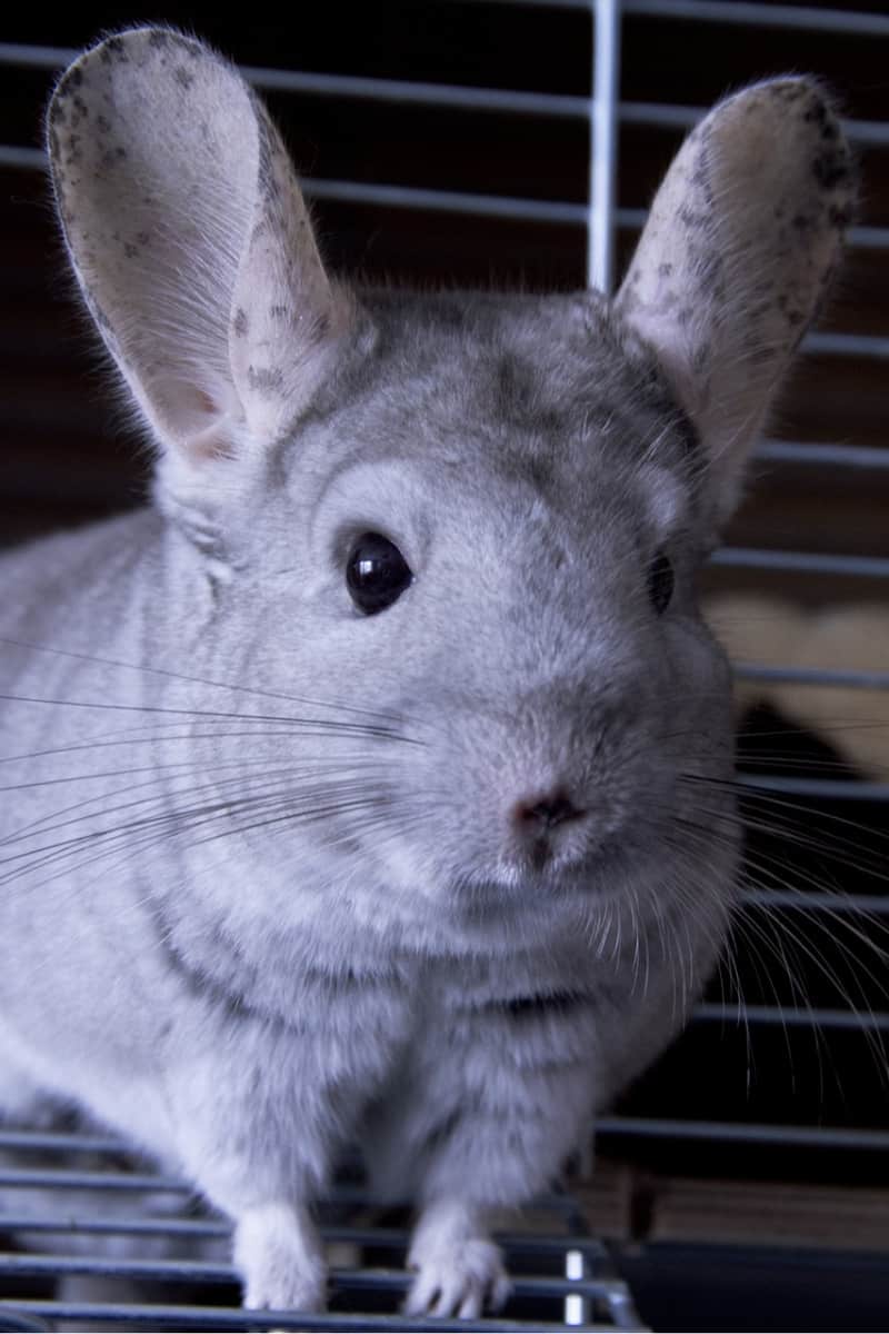 A grey chinchilla in a cage