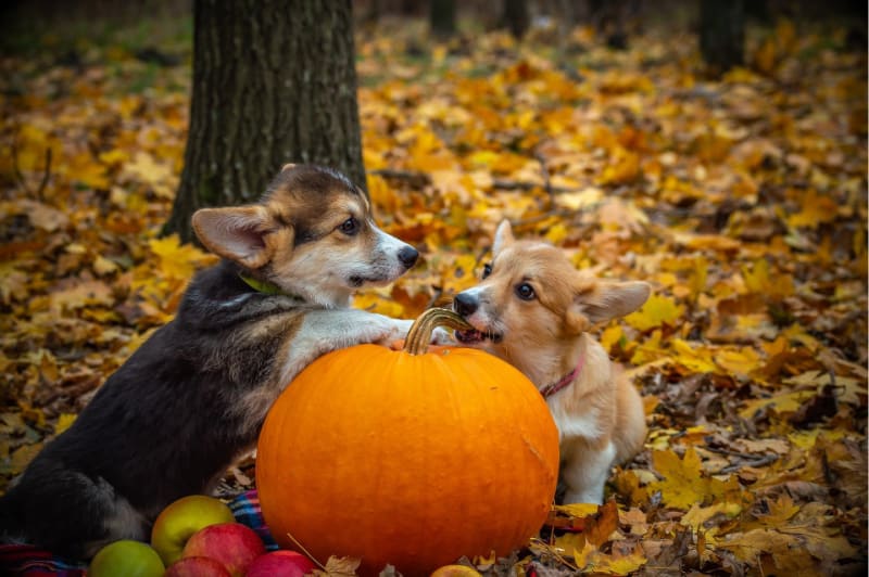 two dogs sitting near a pumpkin in the woods