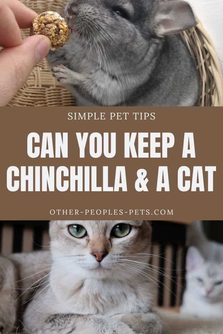 Can you keep a chinchilla and cats in the same household? Read these tips before you consider keeping them together in the same home.