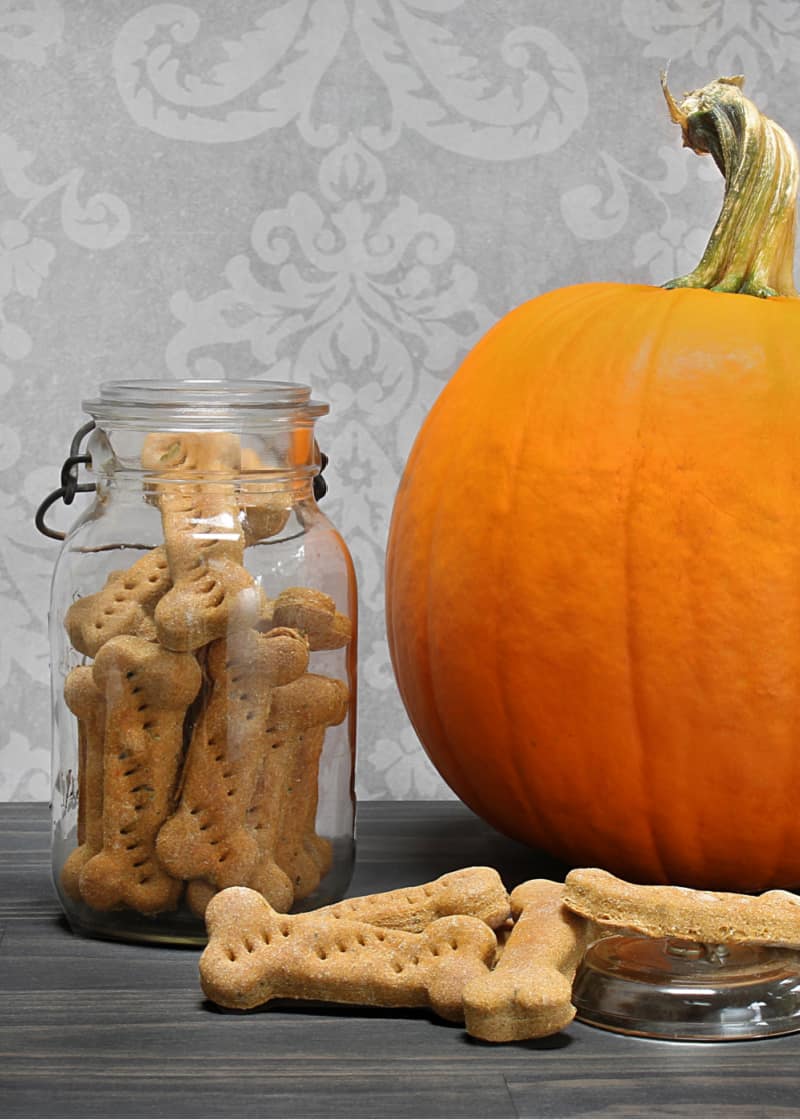 These pumpkin peanut butter dog treats are a safe way to let your dog enjoy their favorite flavors. Make this dog biscuit recipe today.