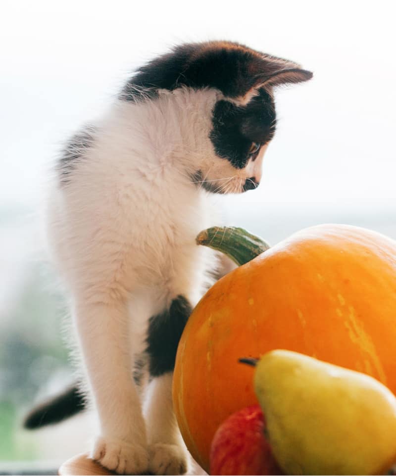 Is pumpkin good for cats? Now that it's fall, you might be wondering if you can give your kitty some pumpkin treats to help them celebrate.