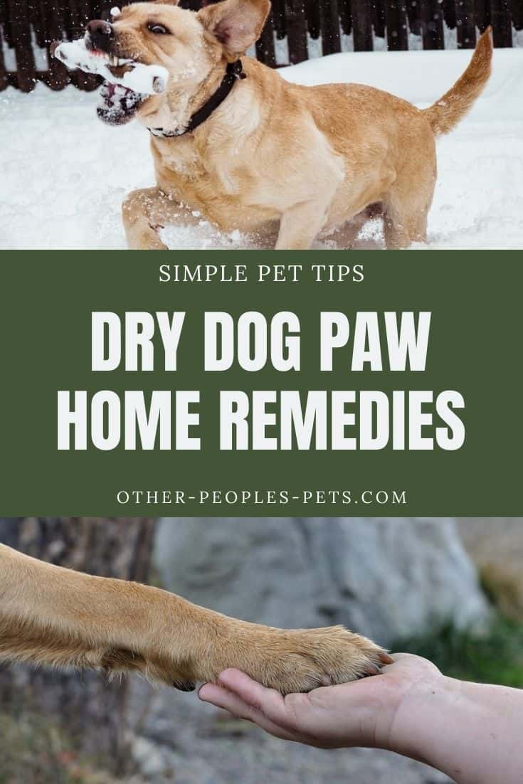 Are you looking for dry dog paws home remedies? Try this simple healing solution for dry cracked dog paws today and see the difference.
