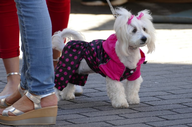 cute poodle in a pink jacket
