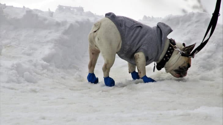 a dog wearing a blue jacket in the snow on a leash