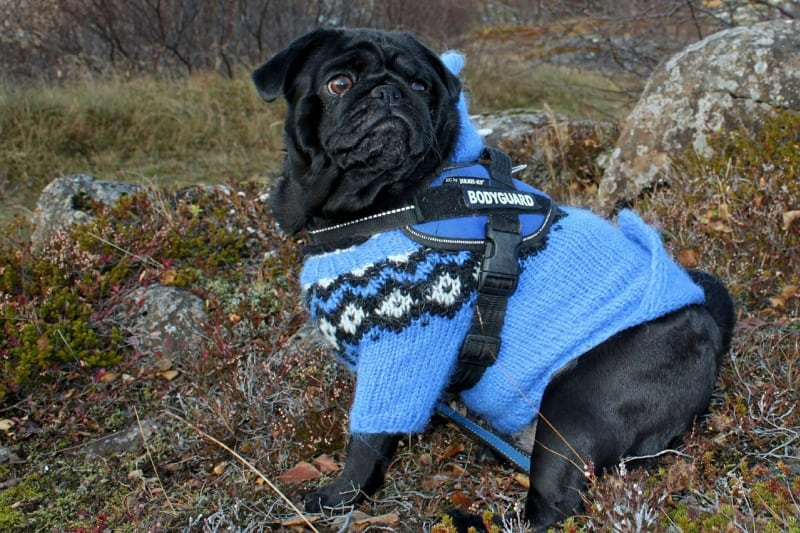 a black pug dog wearing a blue winter sweater