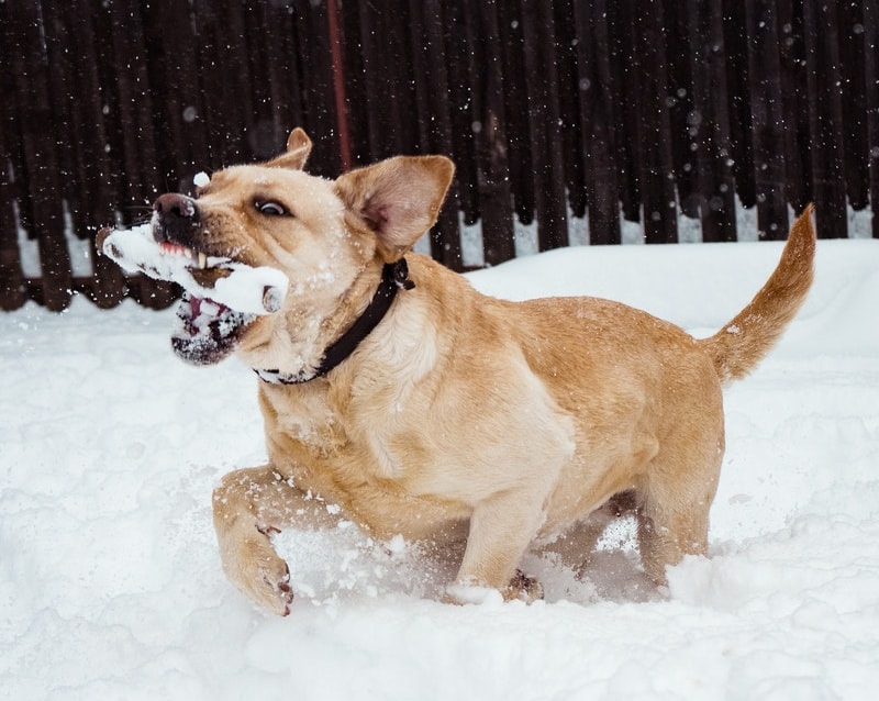 Home remedy for 2024 dry dog paws