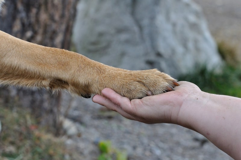 a hand holding a dog paw