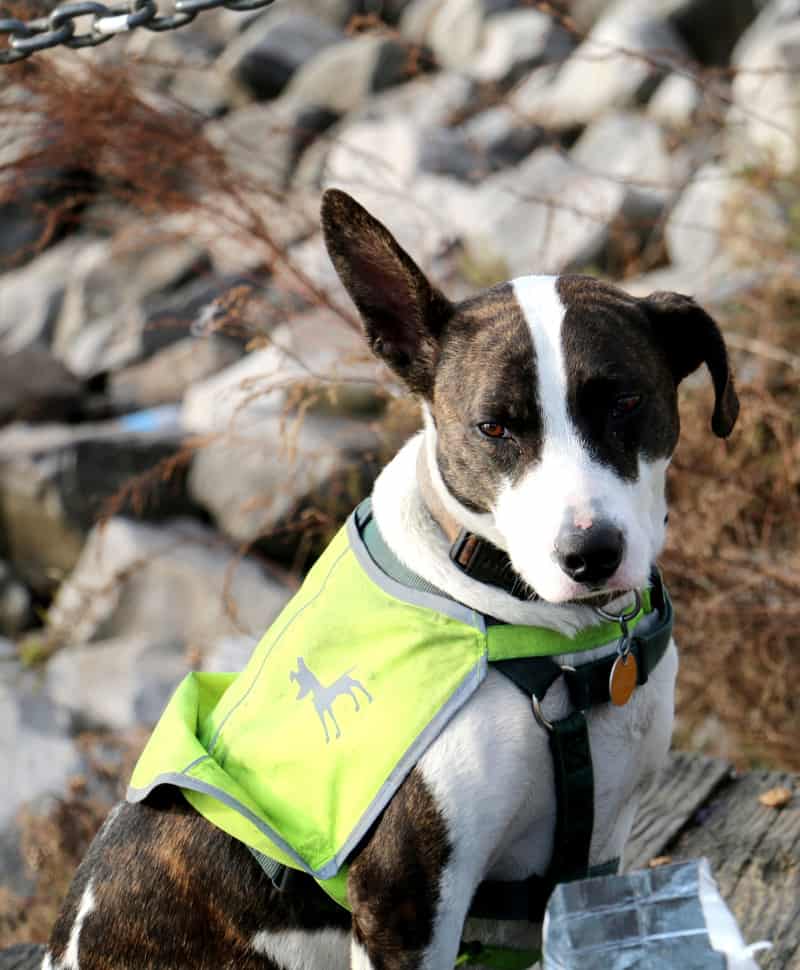 a dog wearing a yellow and green dog vest