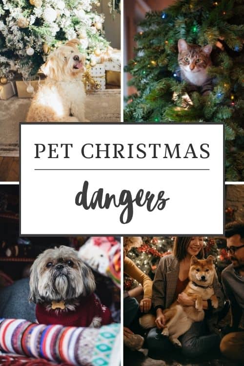 Have you thought about the Christmas dangers to pets that might exist in your home?  Check out these unexpected dangers to be aware of.