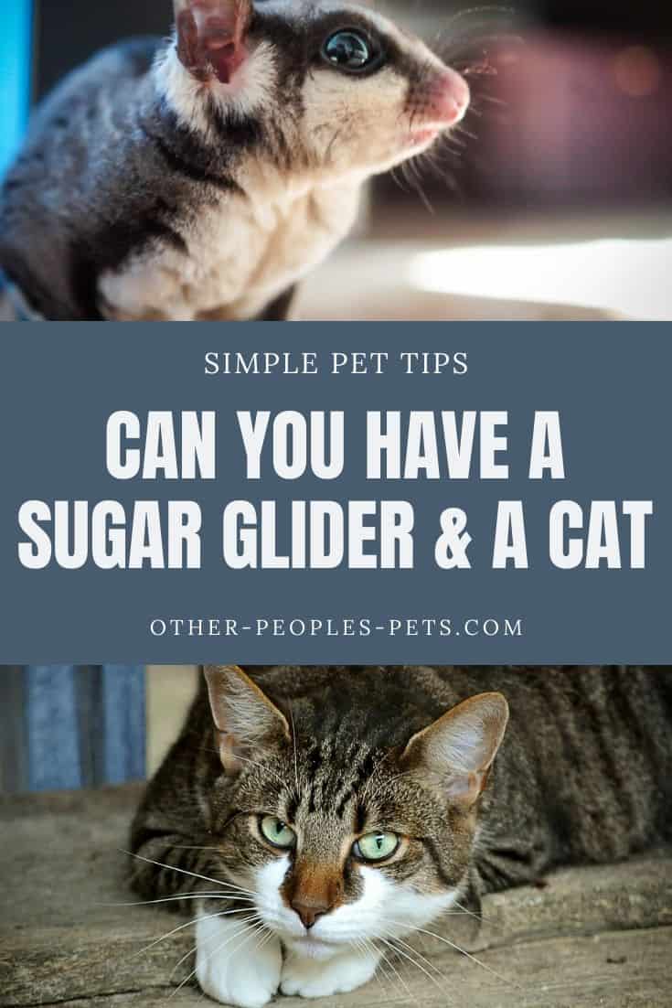 Sugar gliders are such cute-looking tiny animals, aren’t they? Many of us want them as pets. But, can you have a sugar glider with a cat?