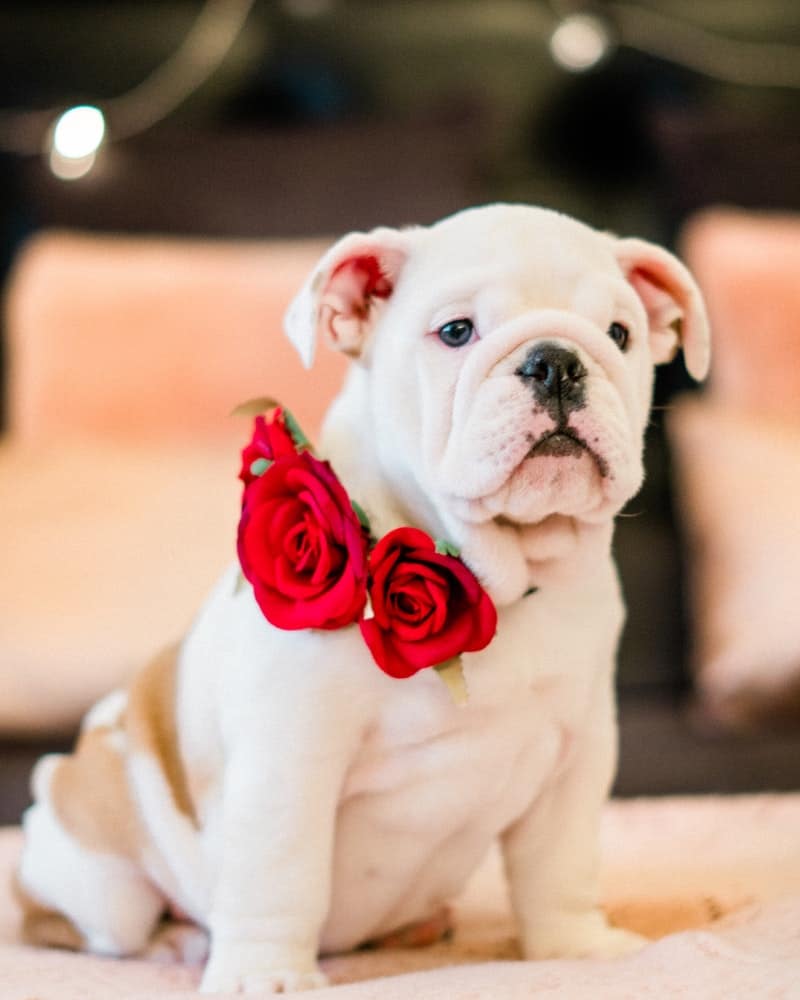 You've got your sweetie taken care of but what about Valentine gifts for dogs?  Check out the best Valentine's Day dog treats and accessories.