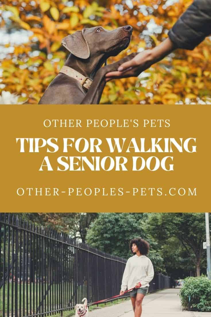 Looking for tips for walking senior dogs? Learn more about how much exercise an old dog needs and how long to walk your dog.