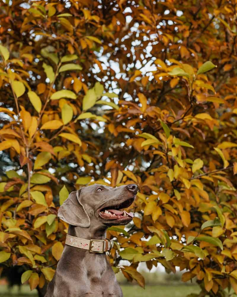 a senior dog sitting in front of a tree with orange and gold leaves