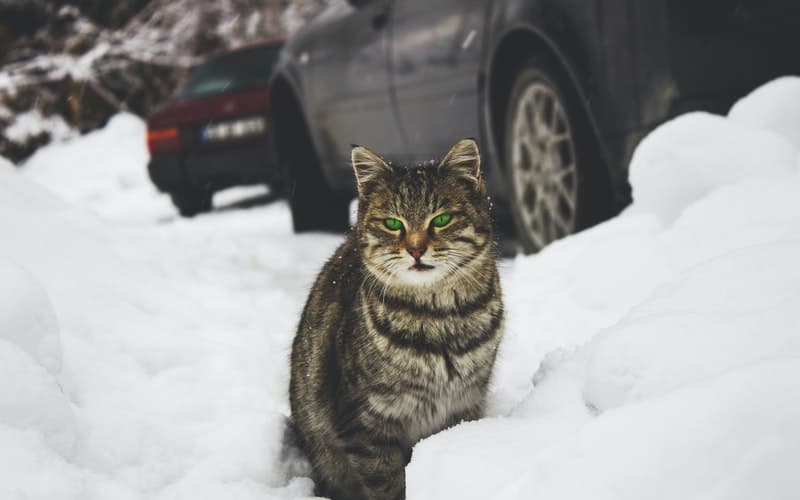 So, how cold is too cold for a cat to be outside? If you're wondering how cold is too cold for pets, keep reading for a few helpful tips.