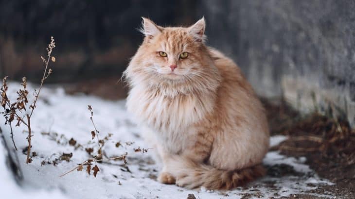 a long haired cat sitting in the snow