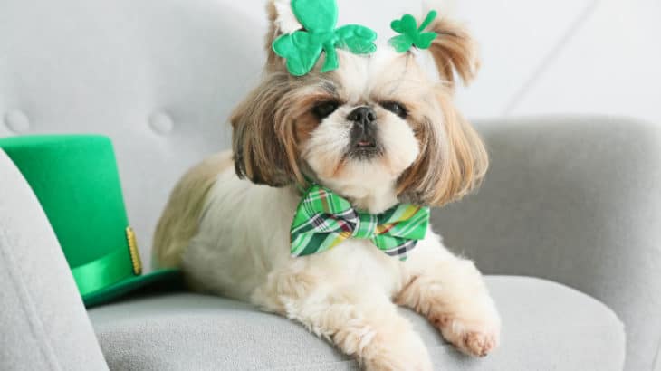 Looking for St. Patrick's Day dog clothes? Help your pet celebrate St. Patrick's Day in style with green dog clothes and accessories.