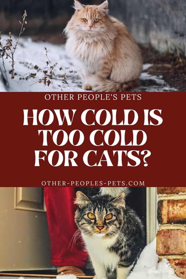 So, how cold is too cold for a cat to be outside? If you're wondering how cold is too cold for pets, keep reading for a few helpful tips.