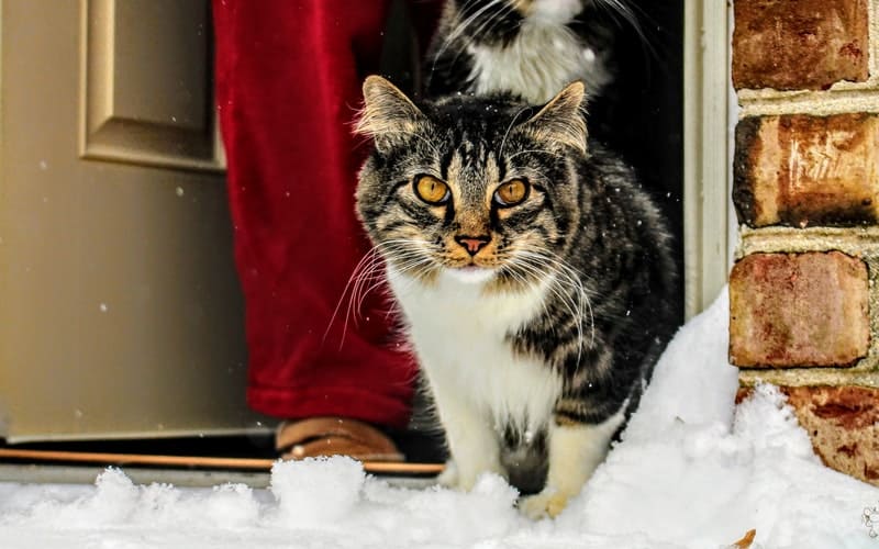 a cat on the steps in the snow