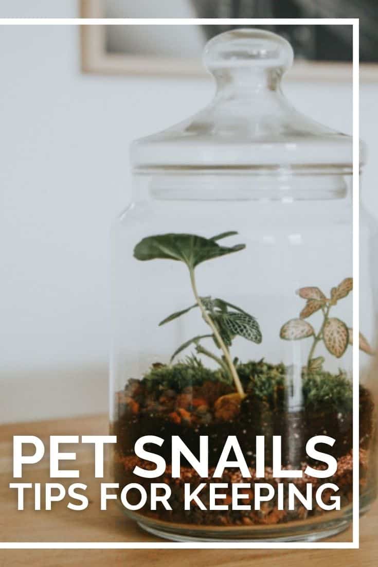 Keeping pet snails can be one of the easiest and least expensive small pet choices. Find out how to keep a snail as a pet with these simple tips.
