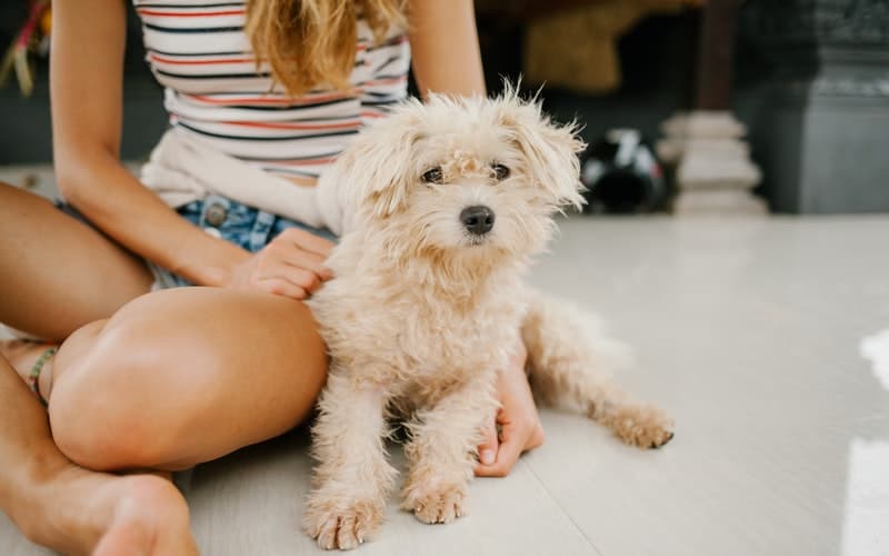 Wondering about poodle puppy supplies? Welcome your new dog home with this list of puppy supplies and accessories today.