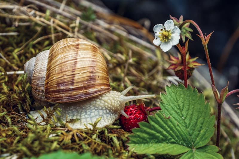 a pet snail eating a berry