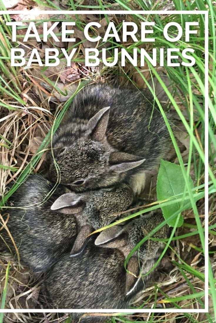 If you are curious about how to take care of a baby rabbit, keep reading. Here is everything you need to take care of newborn baby rabbits at home.