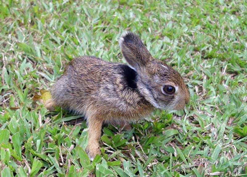 a baby rabbit in the grass