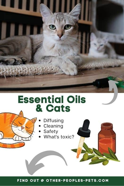 Have you ever wondered what essential oils are safe to diffuse around cats? Learn more about essential oils for cats to make a safe decision.