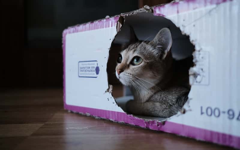 a cat playing in a box