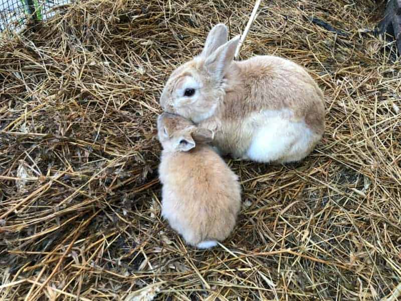 two bunnies sitting in the hay