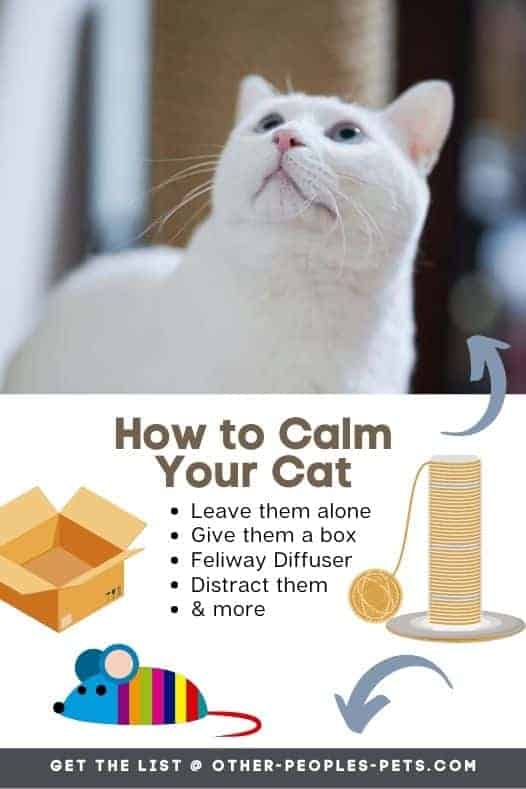 If your cat is easily stressed, check out these ways to calm a cat. Learn how to calm a cat during a thunderstorm or other stressful periods.
