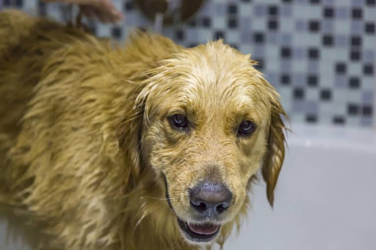 Dog Shampoo for an Oily Coat Other People's Pets