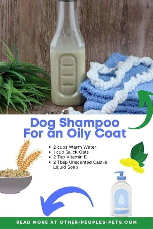 If you need a dog shampoo for an oily coat, did you know that you can make your own? Check out this easy homemade dog shampoo recipe.