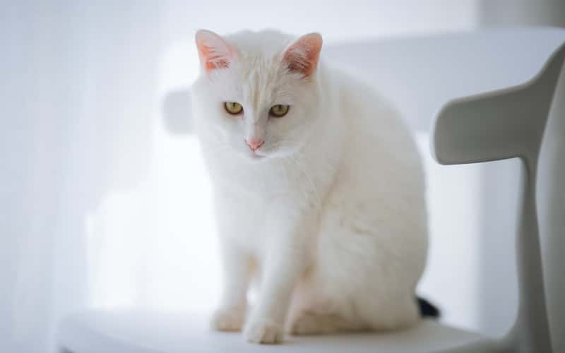 a scared white cat looking down