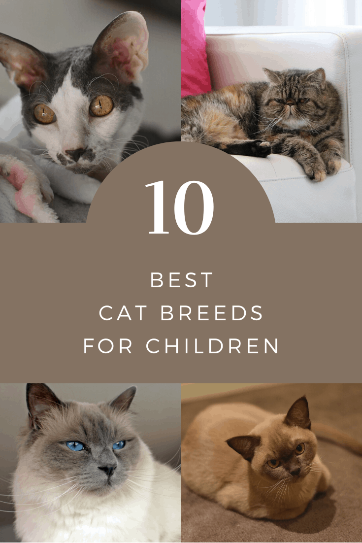 If you have children, it is important to know what the best cat breeds for them are. Check out the best cat breeds for children.