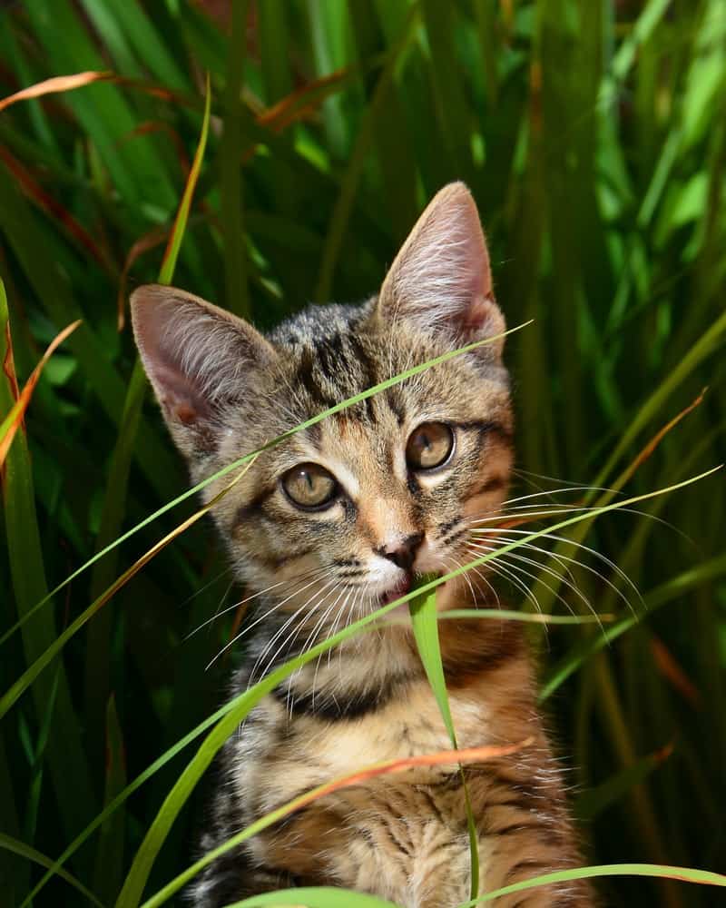 If you're wondering about cat grass benefits and whether or not you should grow some for your cat, keep reading. Cat grass is an easy way to give your cat the nutrients that they need in their diet without having to switch up their current food routine.