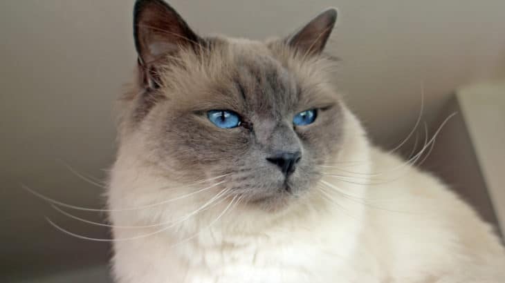 a birman cat one of the best cat breeds for children