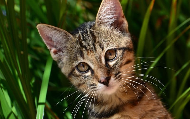 If you're wondering about cat grass benefits and whether or not you should grow some for your cat, keep reading. Cat grass is an easy way to give your cat the nutrients that they need in their diet without having to switch up their current food routine.