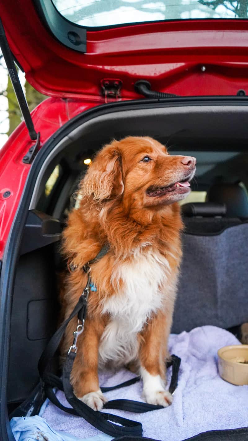 Wondering how to get dog hair out of car seats? Pet hair is a huge problem for many people. It gets all over your clothes and furniture, but it's especially problematic in the car.