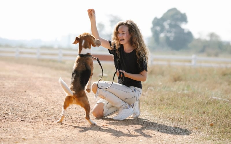 a woman training her beagle dog