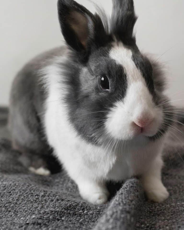 Best Pet Rabbit Breed Guide Other People's Pets