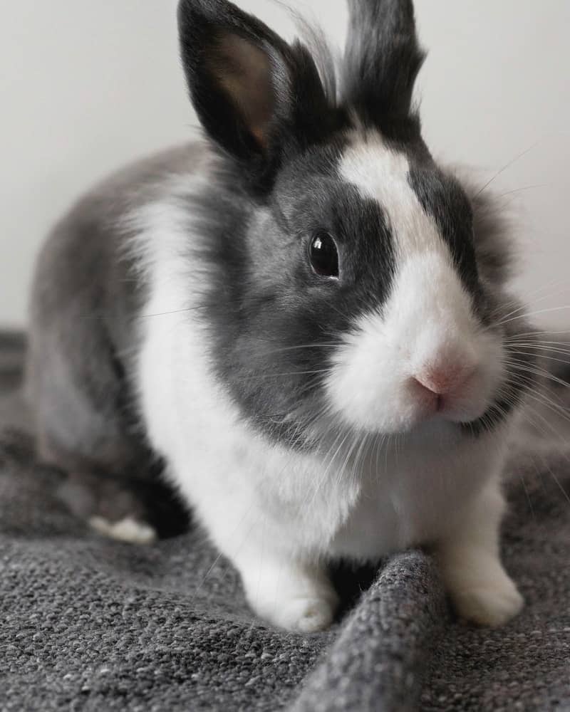 black and white rabbit on a grey blanket